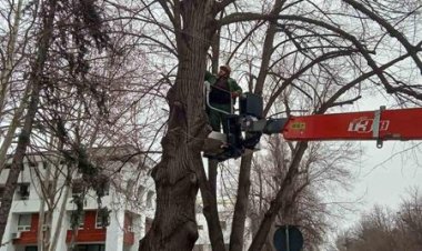 Continuăm curățarea arborilor din sectorul Buiucani Colegii de la Spații Verzi muncesc în aceste zile la capacitate maxi...