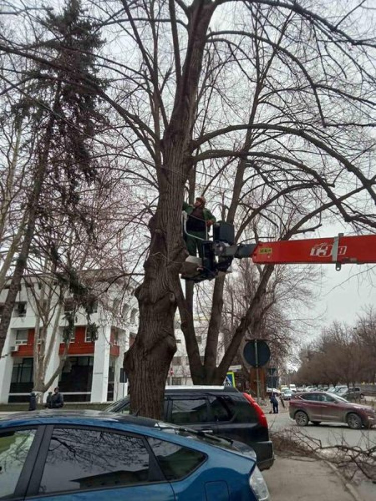 Continuăm curățarea arborilor din sectorul Buiucani Colegii de la Spații Verzi muncesc în aceste zile la capacitate maxi...