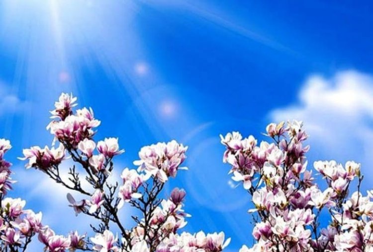 Totul pe lume se schimbă. Doar florile se deschid în fiecare primăvară⚘⚘⚘ Sărbătoarea floriilor să vă găsească liniștiți...