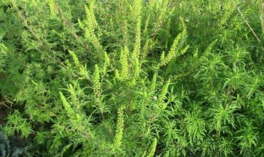 ‼️‼️‼️ Pretura sectorului Buiucani solicită proprietarilor și gestionarilor de terenuri să se implice activ în distruger...