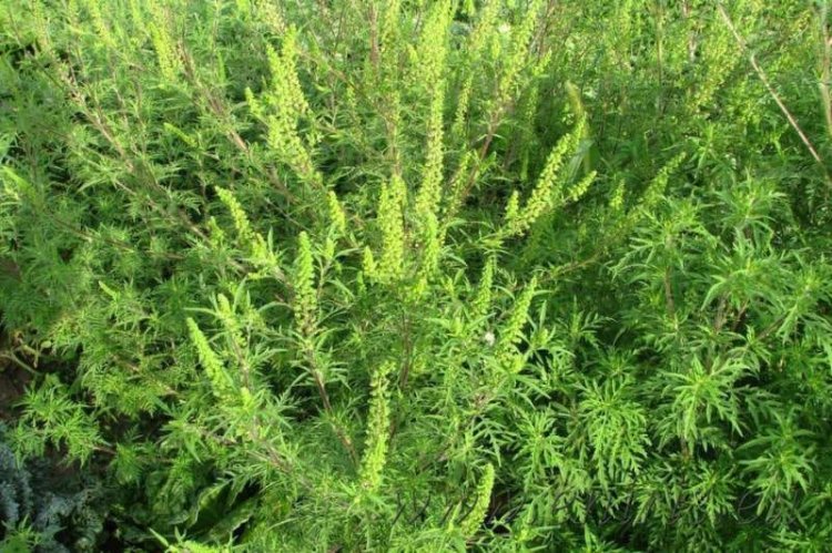 ‼️‼️‼️ Pretura sectorului Buiucani solicită proprietarilor și gestionarilor de terenuri să se implice activ în distruger...