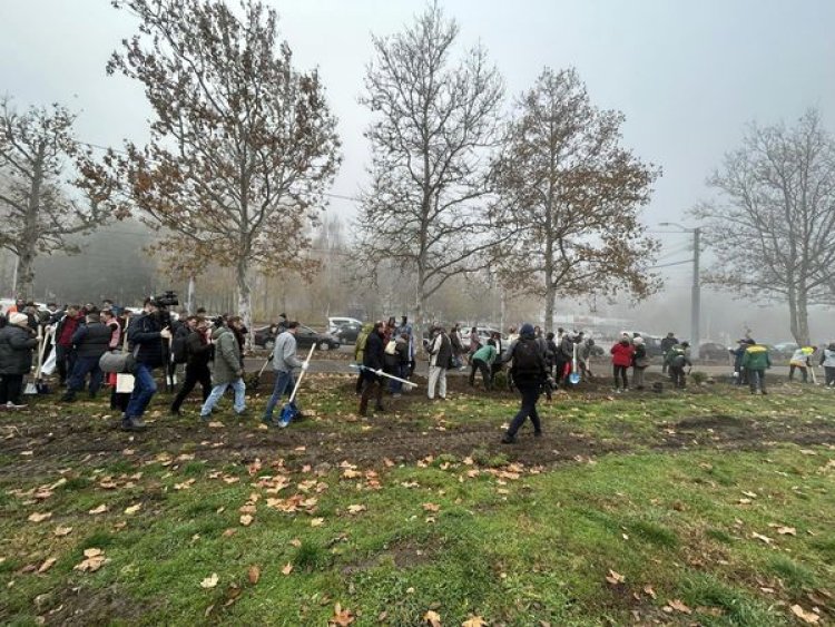 Astăzi, 12 noiembrie, se desfășoară o amplă campanie de plantare a arborilor în tot Chișinăul. Plantările vizează, înd...