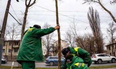 Plantarea copacilor în Chișinău nu s-a oprit! Zilnic plantăm arbori și arbuști pe teritoriul orașului, asta chiar dacă î...