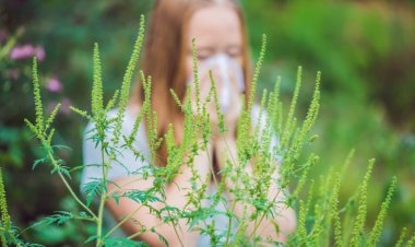 STOP AMBROZIA❗ ❗ Pretura sectorului Buiucani inițiază campania de combatere a buruienii ambrozia!  ☝Rugăm toți proprieta...