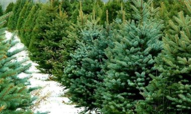 ❄ Sărbătorile de iarnă se apropie cu pași grăbiți, astfel, municipalitatea anunță că în capitală au fost deschise tradiț...