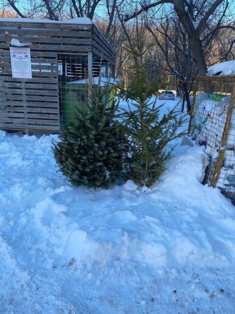 Atenție!  Stimați locuitori ai sectorului Buiucani, rugăm să nu aruncați brazii direct în containerele pentru deșeuri.✅T...